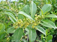 الجيمنيما - تحسين التمثيل الغذائي